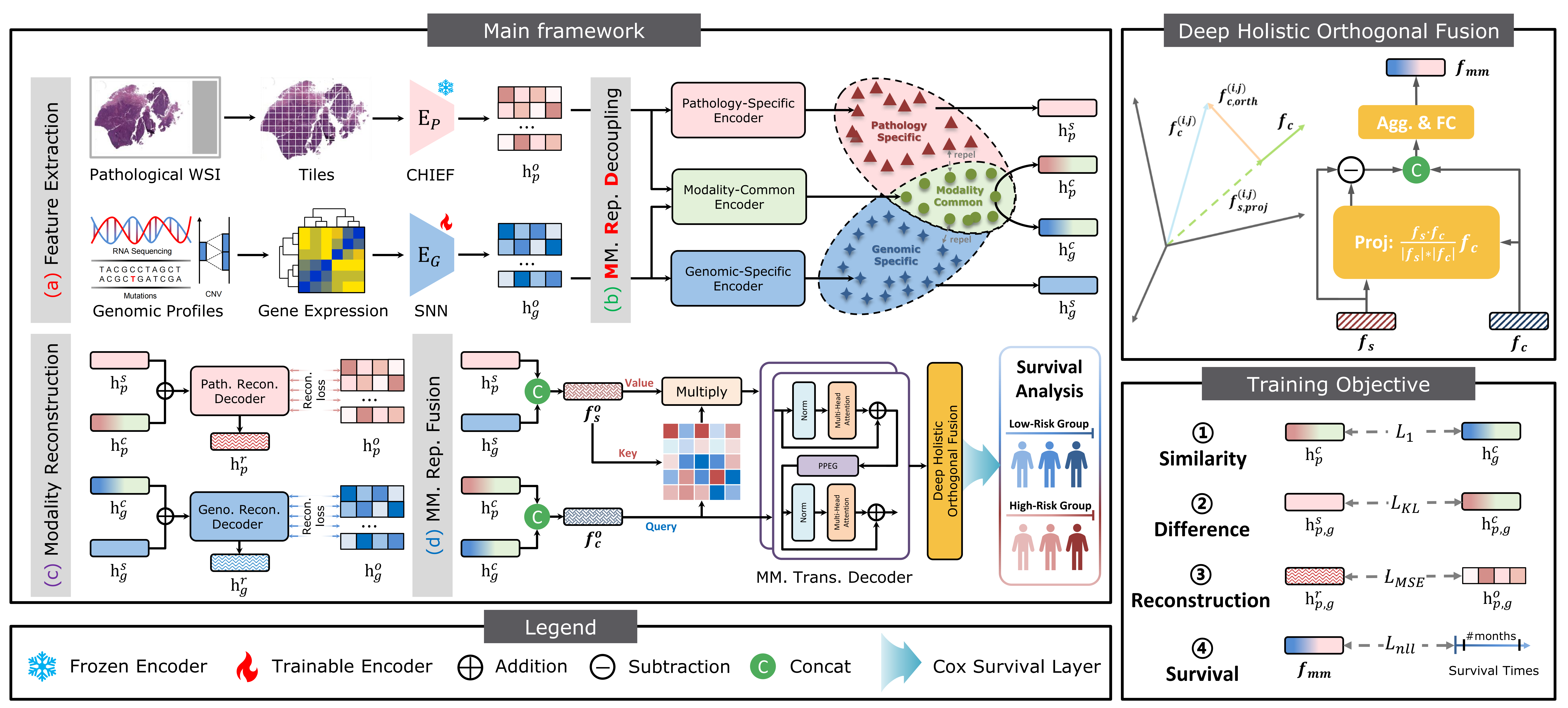 MurreNet:Modeling Holistic Interactions Between Histopathology and Genomic Profiles for Survival Prediction
