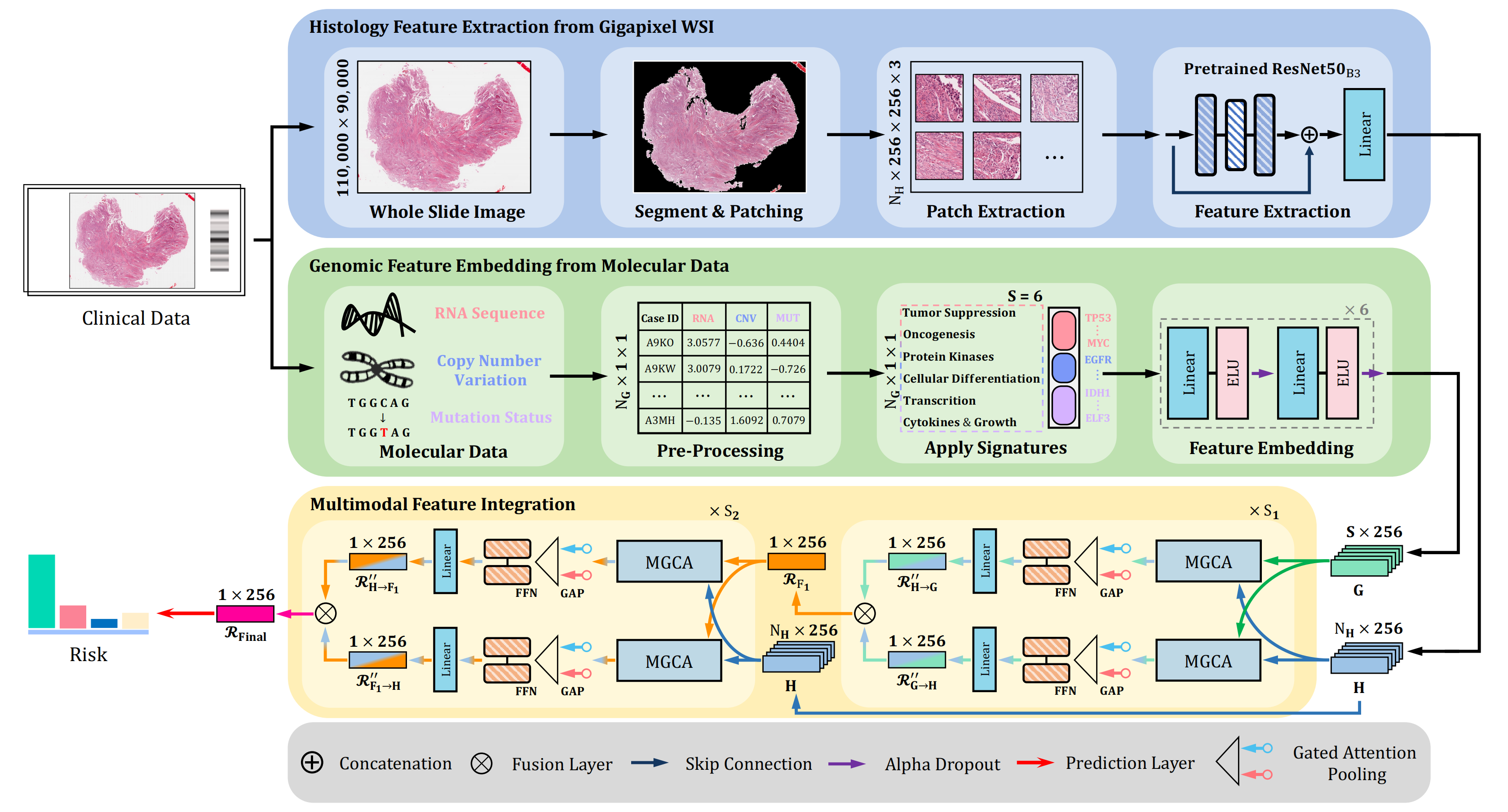 MGCT:Mutual-Guided Cross-Modality Transformer for Survival Outcome Prediction using Integrative Histopathology-Genomic Features
