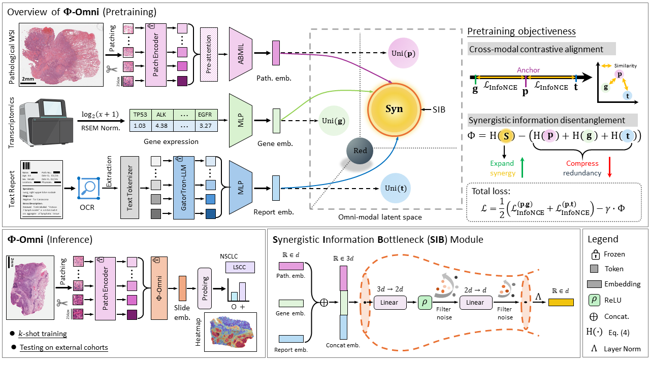 Synergistic Information Disentanglement for Omni-modal Slide Representation Learning in Computational Pathology